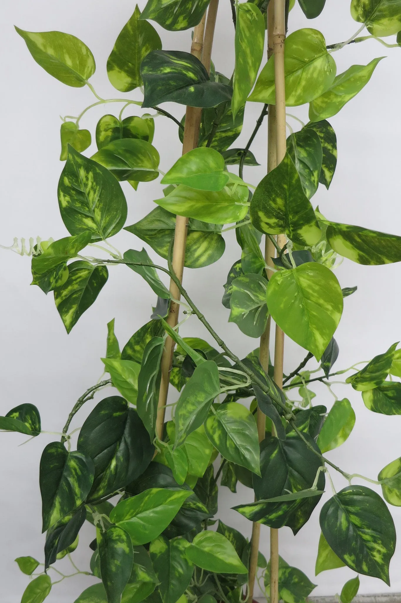 CP-2 Climbing Plant - Golden Pothos 120-150cm