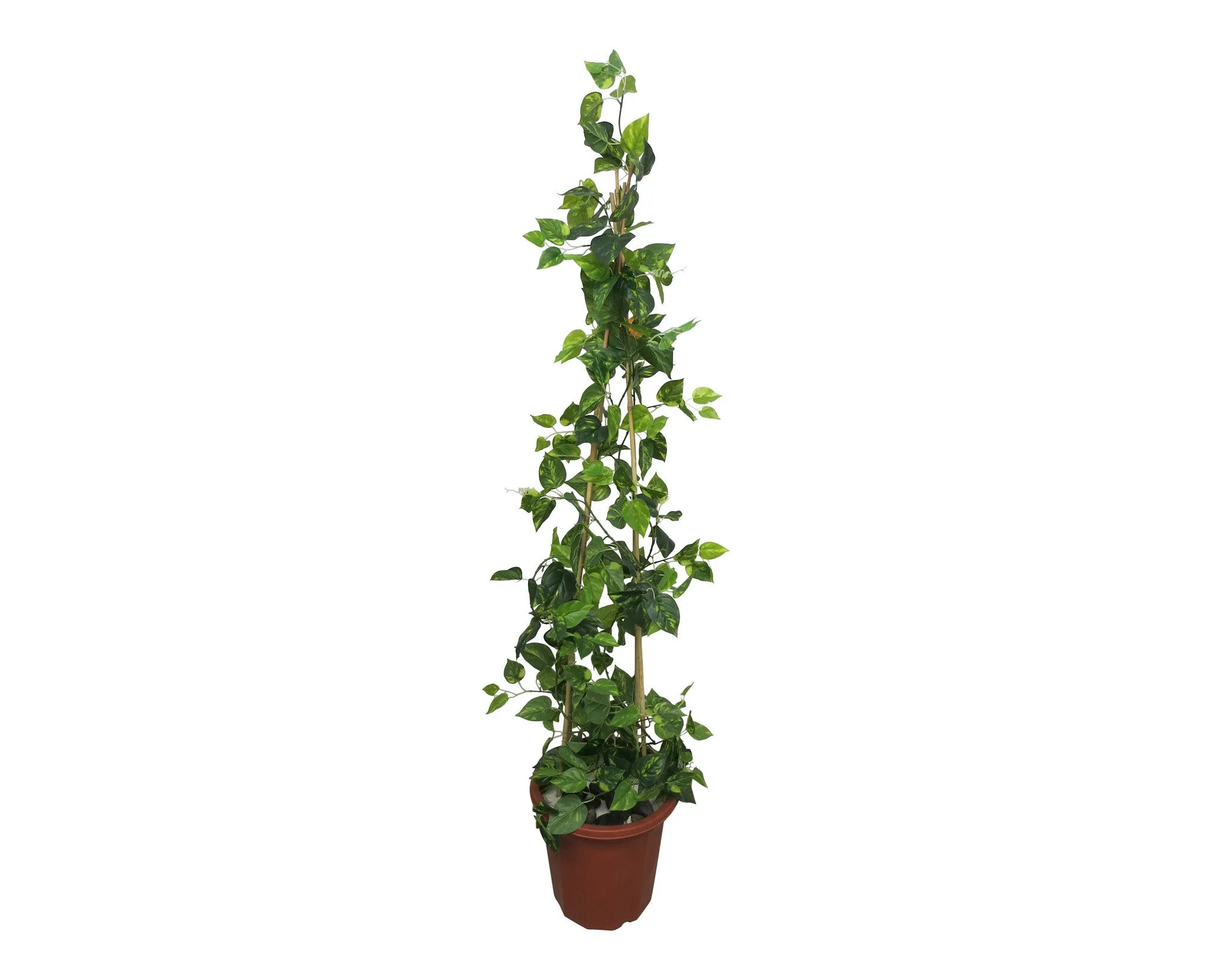 CP-2 Climbing Plant - Golden Pothos 120-150cm